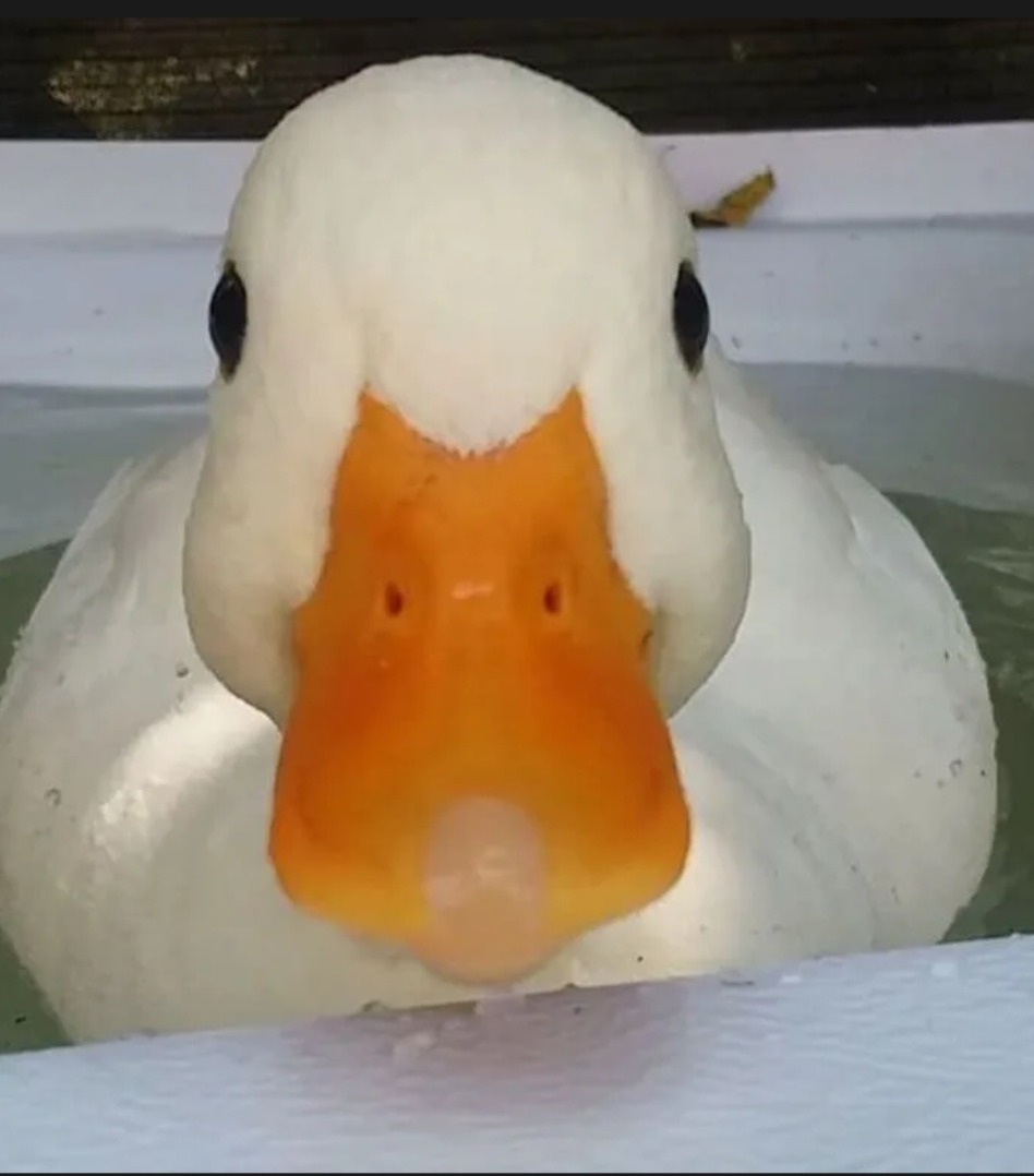 Profilo di Mamadouba